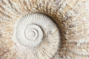 fosil fossil
