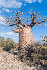 Fototapeta na wymiar Baobab i sawanna