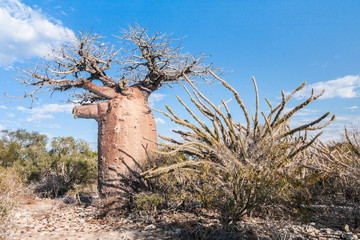 Baobab et savane