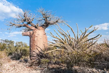 Cercles muraux Baobab Baobab et savane