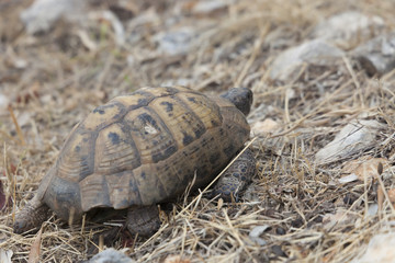 Hermann's Tortoise walking