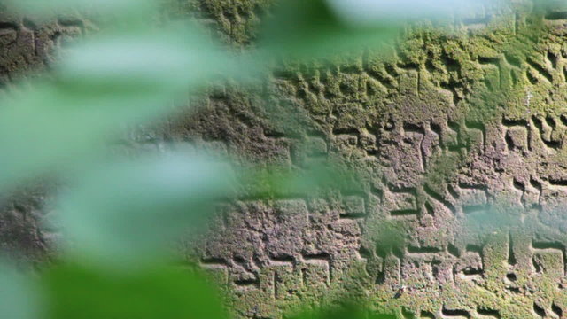 View over leaves on Jewish grave