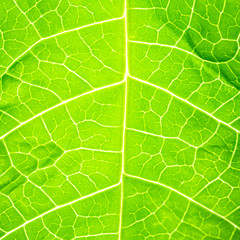 Green leaf pattern