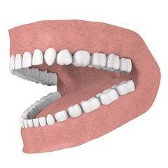 3d render of human teeth