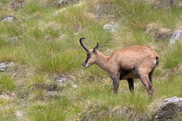 portrait of suede in a pasture