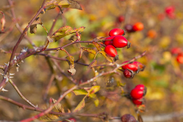 a branch of red wild rose hips