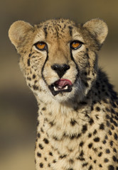 Cheetah (Acinonyx jubatus) portrait, South Africa