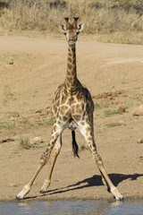 Southern Giraffe, bending to drink, South Africa