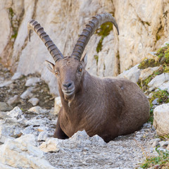 male alpine ibex, Switzerland