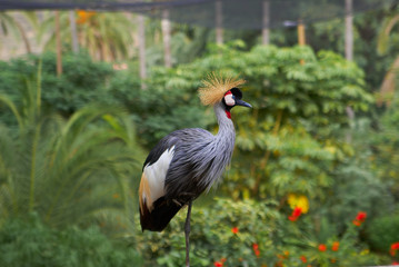 Naklejka premium Grey Crowned Crane head in profile