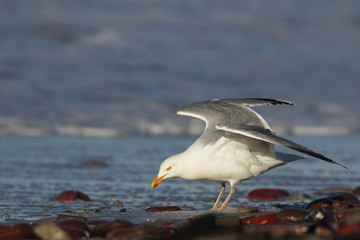 Silbermöwe (Larus argentatus)
