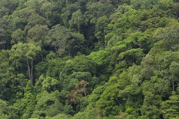 Fototapeta na wymiar Dschungel,Regenwald