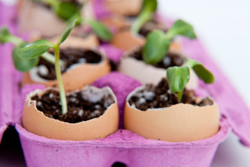 Green seedling growing out of soil in the egg