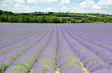 Lavender Field