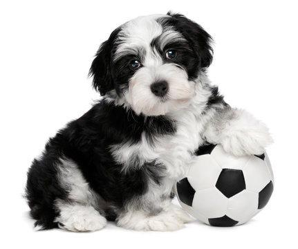 Cute sitting havanese puppy dog with a soccer ball