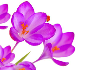 Fototapeta na wymiar biedronka na kwiat