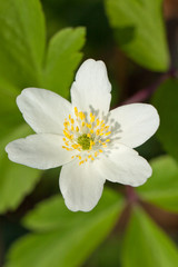 White anemone