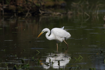 Airone bianco maggiore