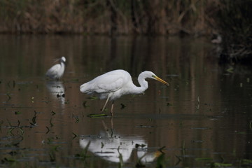 Airone bianco maggiore