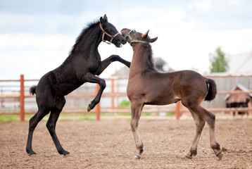 Two Friesian foals playing in the platz at summer.
