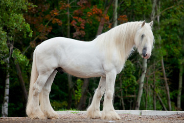 Obraz na płótnie Canvas White Shire horse standing near the spring forest.