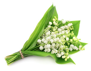 Obraz premium lilies of the valley