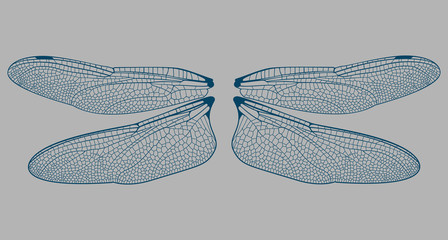 Vector Dragonfly Wings - obrazy, fototapety, plakaty