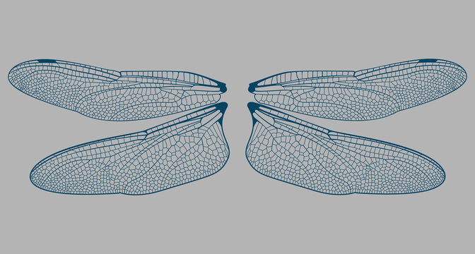 Vector Dragonfly Wings