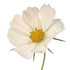 white cosmos daisy in profile view isolated on white background
