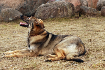 The dog lays on a glade
