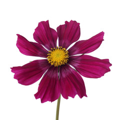 purple cosmos daisy in profile view isolated on white background