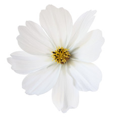 white cosmos daisy in profile view isolated on white background