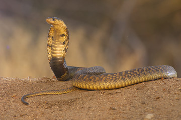 Fototapeta premium Snouted Cobra snake, Hooded, South Africa