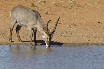 Male Common Waterbuck drinking, South Africa