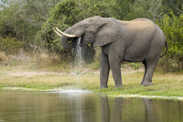 African Elephant Bull drinking, South Africa