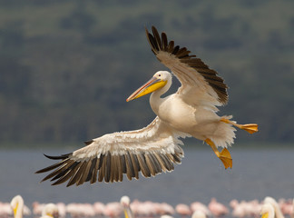 Great White Pelican in flight, Kenya