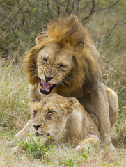 African Lions mating, South Africa