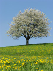 Fototapeta na wymiar kwitnienia drzew na wiosnę