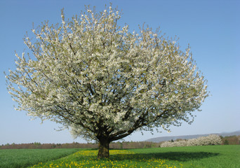 Naklejka premium blühender Obstbaum