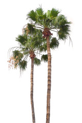 Naklejka premium two palms