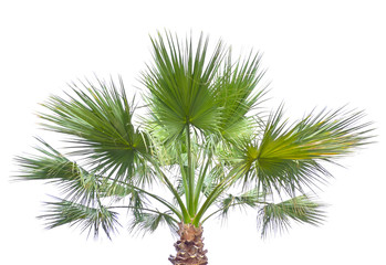 palm isolated
