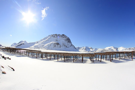 Stockfish and mounts of west lofoten