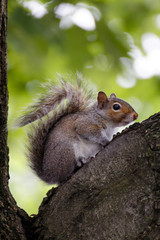 Squirrel Sitting Calmly on Tree before Green Leaves