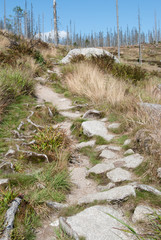 Stone path heading to a dead forest in Plöckenstein, Germany