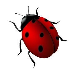 coccinelle