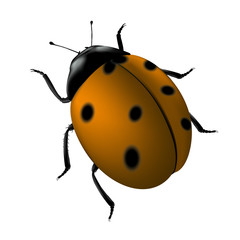 coccinelle