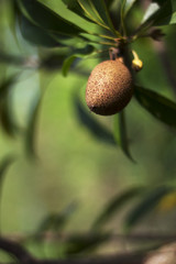 Sapodilla