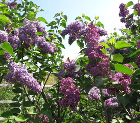 Colorful lilacs growing in Spring garden