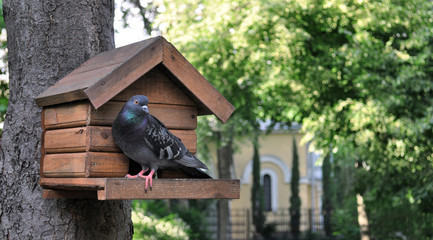 pigeon2