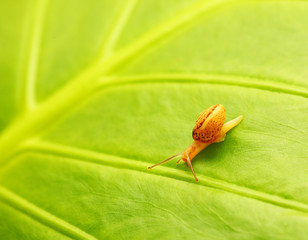 Green leaf natural background